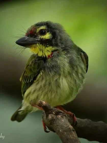 Another portrait of the young Coppersmith Barbet. Its curious expression and developing colors make for an adorable subject.