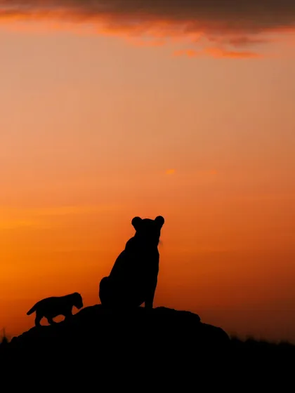 A classic 'Lion King' moment in the Masai Mara as a lioness and her cub are silhouetted against the setting sun. Capturing these iconic silhouettes is a core part of my Kenya photo tours, where we learn to paint with light.