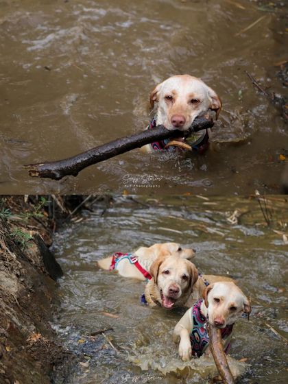 Sniff Stories - Pet Videography Paws, Splashes, and Muddy Noses photo 43