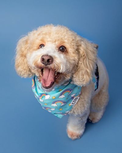 Therapy Dog Photography