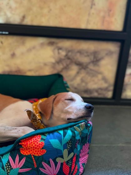 Hero learning the 'place' command, which teaches puppies how to settle down and relax.