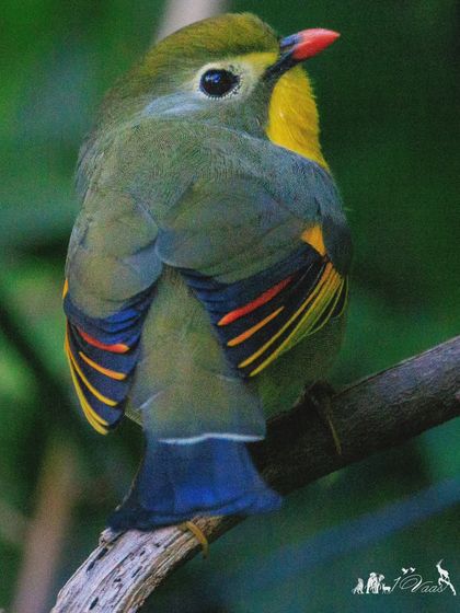 The Red-billed Leiothrix, a stunningly colorful bird with a bright yellow throat and red-orange breast, native to the Himalayas.
