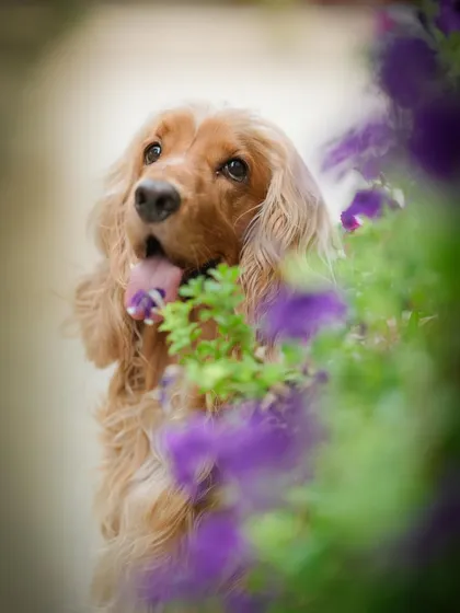Posto framed by purple flowers, looking like he's in a fairytale.