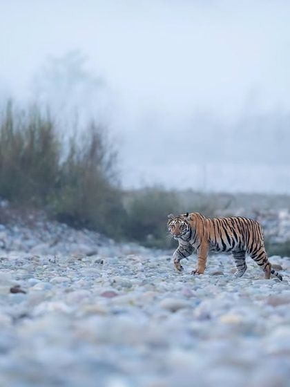 The Striped Kingdom: Tigers of India photo 49