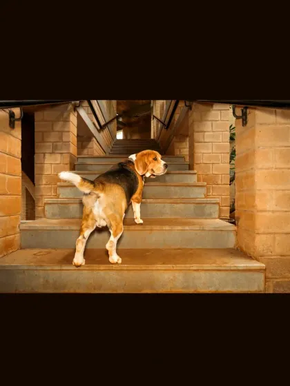 The classic beagle butt shot! Scamp leading the way up the stairs, always on a mission. This series was about capturing movement and form within an architectural space.
