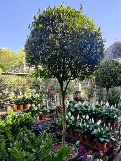 Welcome to our garden center in Chembur. We've curated a lush space filled with a wide variety of farm-raised plants, from towering topiaries to vibrant peace lilies, all waiting to find a new home.