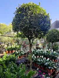 Garden Center & Plant Nursery