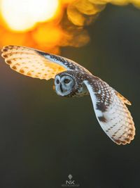 Wildlife & Nature Photography