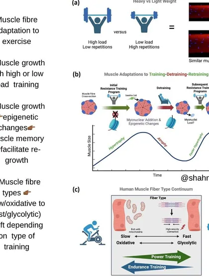 Your muscle fiber types can change with exercise. This infographic explains how endurance training can increase slow-twitch fibers and power training can increase fast-twitch fibers, showing that your athletic potential is not fixed by genetics.