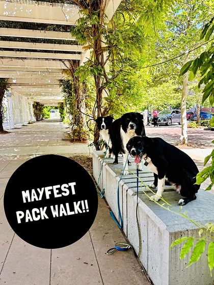 Tulsa Dog Trainer - Pack Walks More Than Just a Walk photo 5