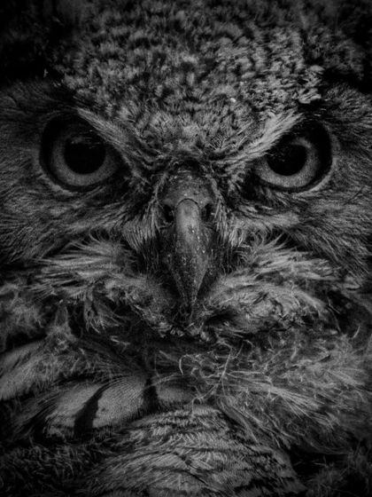 The same Indian Eagle Owl portrait in black and white, emphasizing the texture of its feathers and its powerful, intimidating stare.