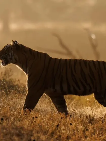 A guest's photo of a tigress in beautiful rim light. On my tours, I guide participants to see and capture light in creative ways, turning a simple sighting into a work of art.