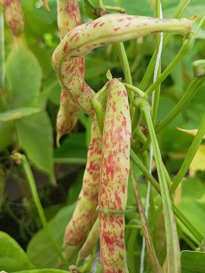A look at some of the more unique varieties we grow, like okra flowers, red cabbage, and Tongues of Fire beans.