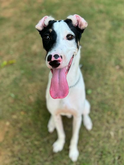 We just can't get enough of TinTin's unique and adorable face.