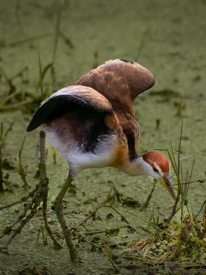 A Wattled Jacana carefully navigates the swampy terrain in Lucknow. This image highlights its incredibly long toes, an adaptation that allows it to walk on floating vegetation.