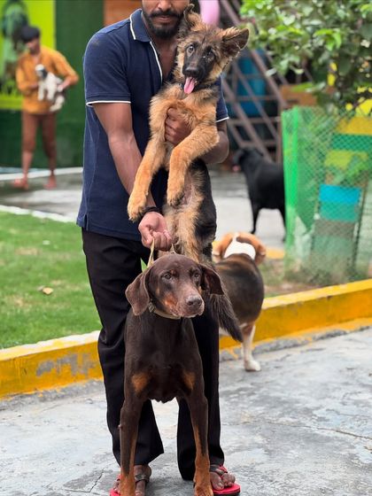A handful of cuteness with this German Shepherd puppy and Doberman. I am experienced in handling dogs of all ages and breeds.