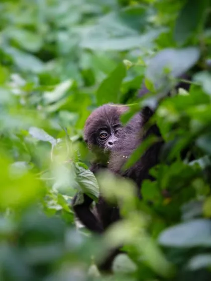 A baby mountain gorilla peeks shyly from behind the leaves in Bwindi. The curiosity and innocence in its eyes are a powerful reminder of what we stand to lose if we fail to protect these endangered species.
