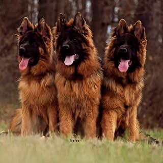 Delhi Dogs Kennel