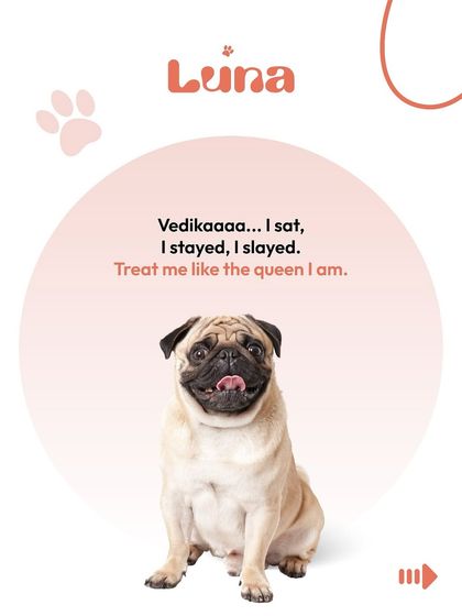 Luna the pug knows her worth. She sat, she stayed, she slayed. Now it's time to be treated like the queen she is. This is the confidence we love to see!