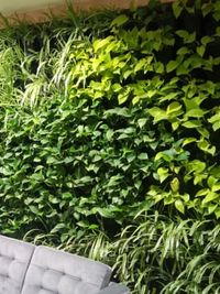 Vertical Garden & Green Wall Installation