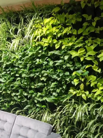 Our living walls are a perfect solution to improve the office environment. This installation in a waiting area features a mix of spider plants and pothos to create a dynamic, breathing feature wall.