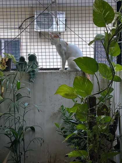 This is what my cage-free promise looks like. Your cat can safely enjoy the sights, sounds, and smells of the outdoors from my fully netted catio, surrounded by cat-friendly plants. It’s their own little jungle gym.