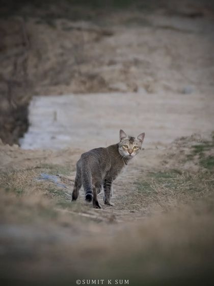 A Jungle Cat looks back over its shoulder. These cats are incredibly adaptable, but they face increasing threats from habitat loss.