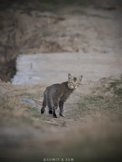 A Jungle Cat looks back over its shoulder. These cats are incredibly adaptable, but they face increasing threats from habitat loss.