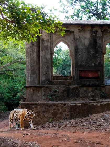 Tigers of India's Jungles photo 9