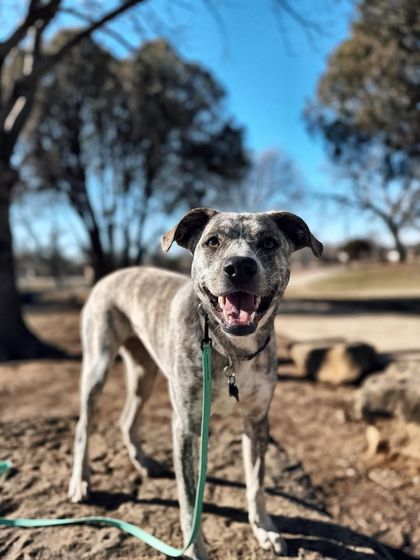 Tulsa Dog Trainer - Immersive Board & Train Programs Board & Train Graduates photo 5