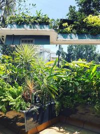 Urban Gardening & Plantscaping