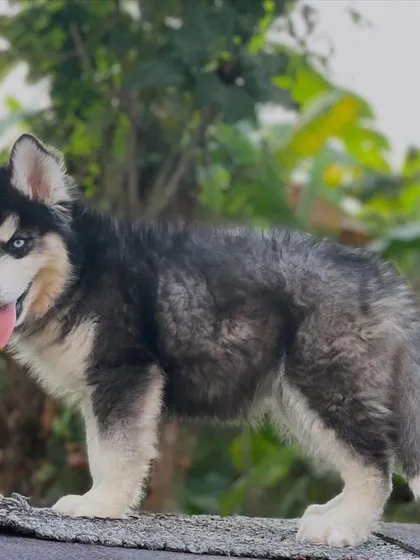 A full-body look at the quality I breed for. Notice the strong posture, fluffy tail, and dense woolly coat on this black and white Husky puppy. This is the kind of structure and presence my studs consistently produce.