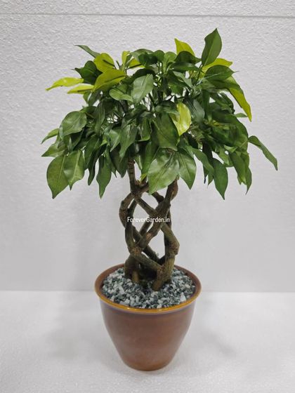 Desktop Plants & Bonsai photo 4