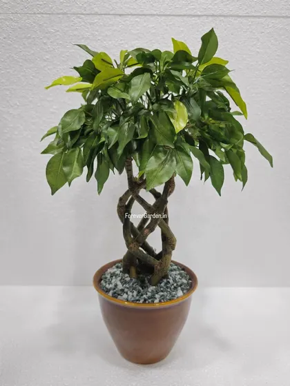 An artificial bonsai with a unique braided trunk, offering a more intricate and decorative look for tabletops.