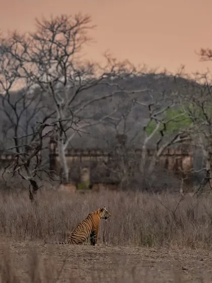 A tiger cub sits against the backdrop of the ancient fort wall in Ranthambhore. The contrast between the young animal and the old structure is a story in itself.