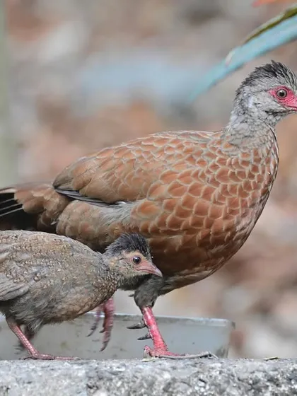 A Red Spurfowl parent with its chick. In the natural world, many fathers contribute greatly to the family, ensuring their young can emerge victorious in the game of survival.