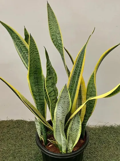 The classic Snake Plant (Sansevieria Laurentii) is one of the best indoor plants you can own. Its striking yellow and green leaves make it a stylish and functional air purifier.