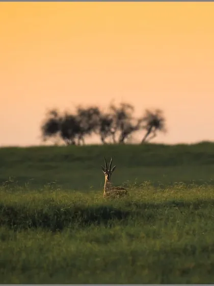 A chinkara, or Indian gazelle, peeks over a patch of green in the arid landscape of Tal Chhapar Sanctuary. The warm evening light creates a beautiful, soft glow, showcasing the delicate beauty of desert life.