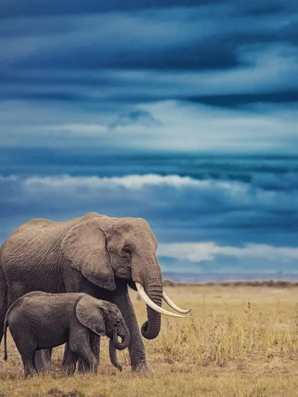 An elephant mother and calf walk across the plains of Amboseli under a moody, dark blue sky. The image conveys a sense of drama and the strong, protective bond within an elephant family.
