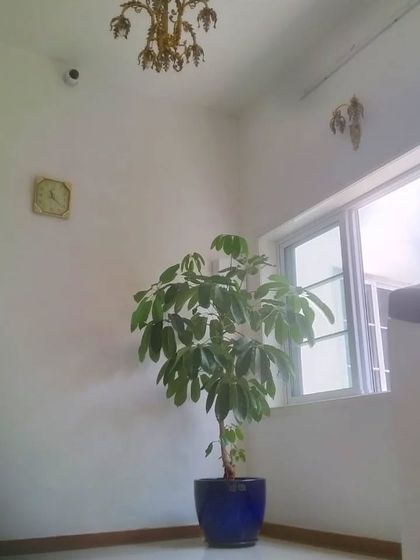 Large Statement Plants for Outdoors & Indoors photo 16