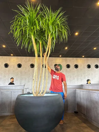 This is the kind of statement we love to make. For a Land Rover event in Aamby Valley, we installed this massive Dracaena Draco tree in an equally impressive pot. Our co-founder Angud is seen here giving it a final touch, showing the incredible scale of the plants we work with for corporate events.
