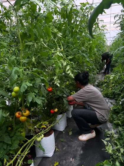 It's all hands on deck when the crops need attention. Our team and volunteers are seen here tending to the tall tomato vines, ensuring each plant gets the care it needs to flourish.