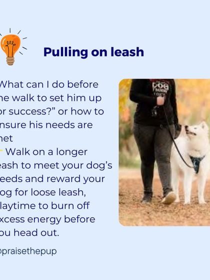 A proactive thought: "What can I do before the walk to set him up for success?" This could mean using a longer leash to meet his need to sniff or having a quick playtime to burn off excess energy.