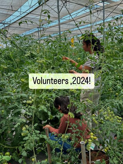 A snapshot of our 2024 volunteers at work. We welcome people from all backgrounds to come and learn about soilless cultivation and other modern farming techniques.
