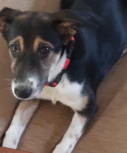 Petaholics - Pet Rescue & Adoption Pups Looking for a Home photo 5