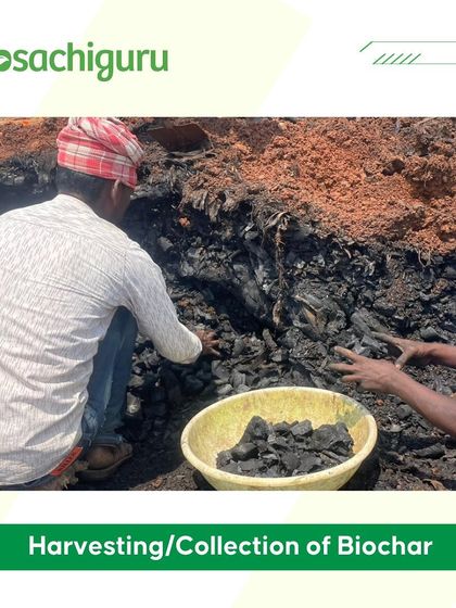 Harvesting the finished biochar. In 2024 alone, we produced 23 tonnes of this "black gold," which is now improving soil health across all our managed farmlands.