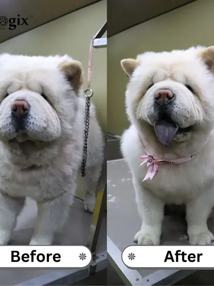 A clean dog is a healthy dog. This fluffy Chow Chow's makeover is a great example of how grooming can improve both looks and hygiene.