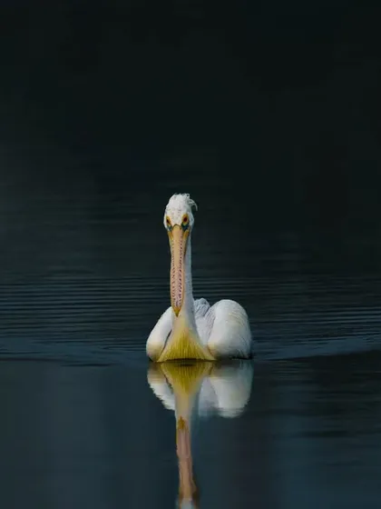 A Spot-billed Pelican glides through dark, calm water at dusk, its reflection perfectly mirrored below. This is a serene and atmospheric shot.