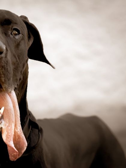 This half-face portrait captures Sabbath's impressive tongue and soulful eye, creating a quirky yet endearing image that is full of personality.