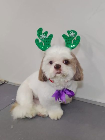 This little Shih Tzu is looking picture-perfect for Christmas, sporting a neat haircut and festive green antlers.